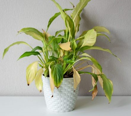 houseplant with wilted & yellow leaves