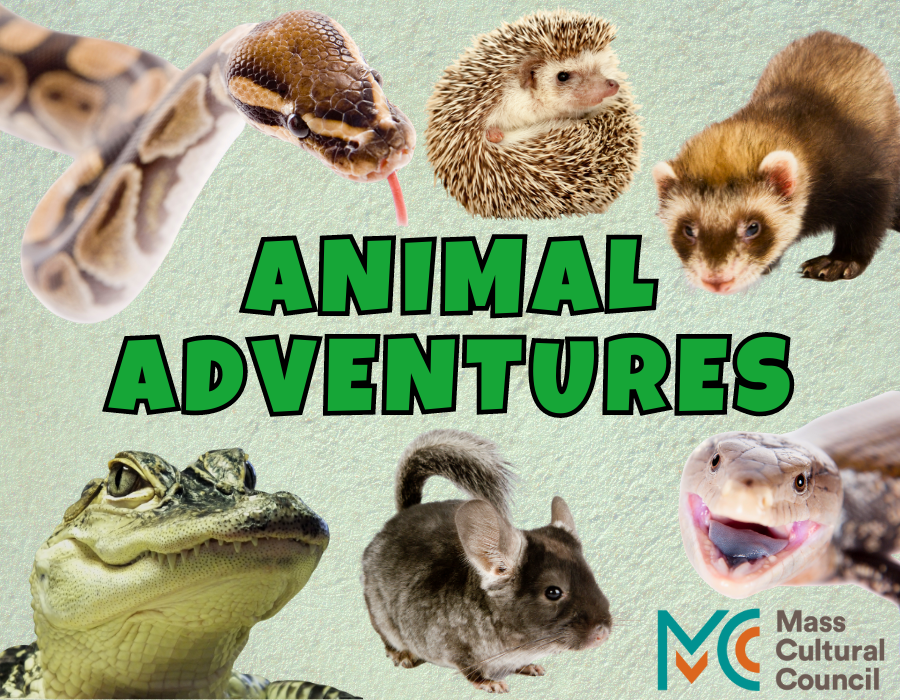 image reads "animal adventures" and shows a snake, hedgehog, ferret, alligator, chinchilla, and blue-tonuged skink