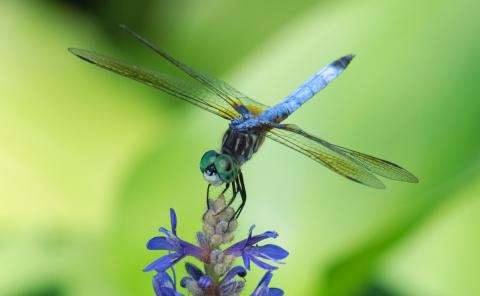 dragonfly