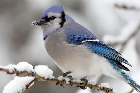 bird on snowy branch