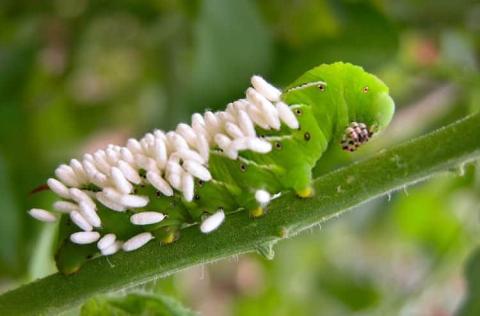 tomato hornworm