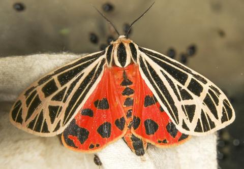 red and brown moth