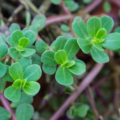 purslane