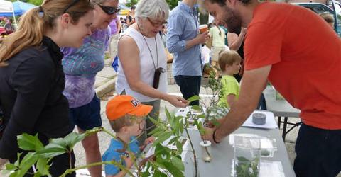 People of all ages looking at caterpillars