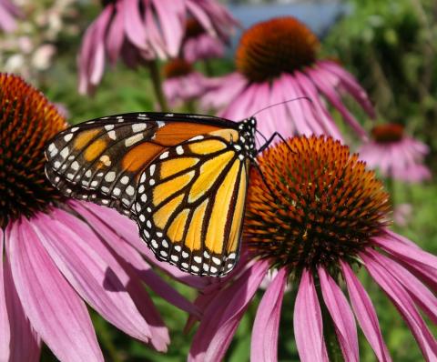 monarch butterfly on pink coneflower