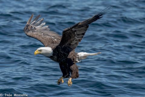 Eagle in flight over water.  By Dale Monette.