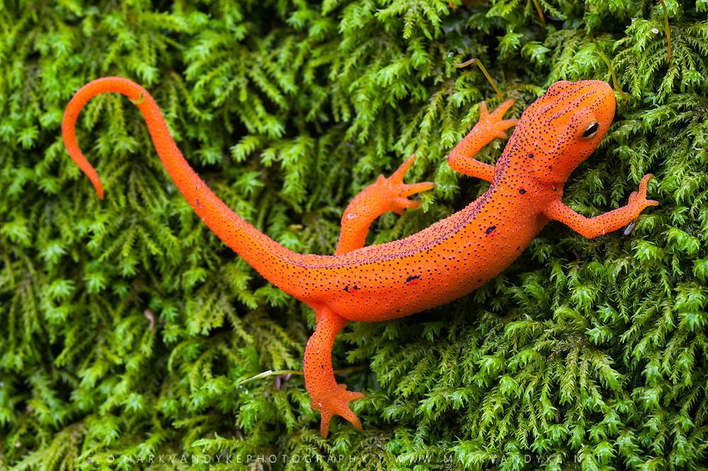 red eft