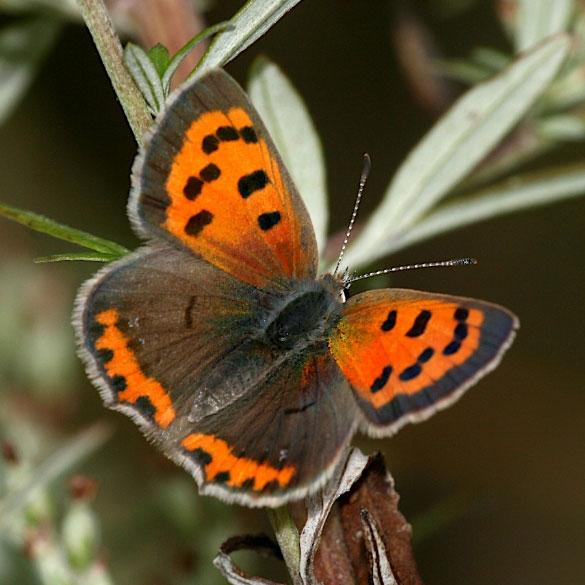 butterfly photo by Barbara Spencer