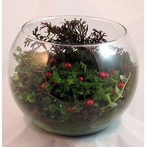 berry bowl terrarium